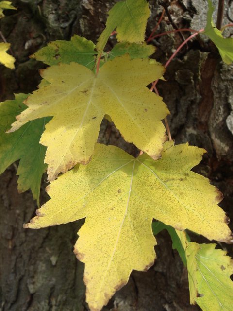 Acer saccharinum feuille automne